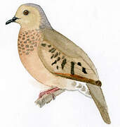 Common Ground Dove