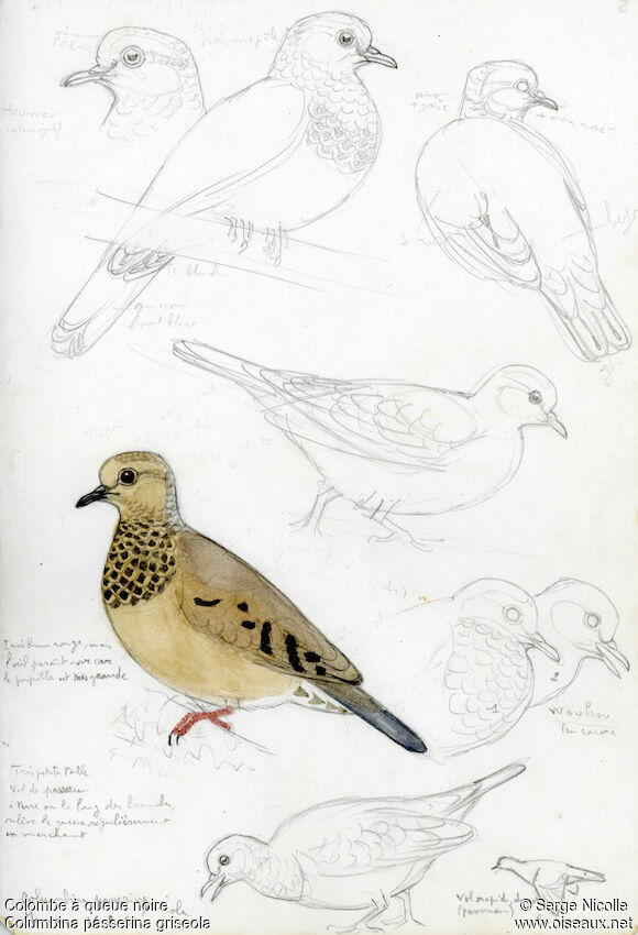 Common Ground Dove, identification