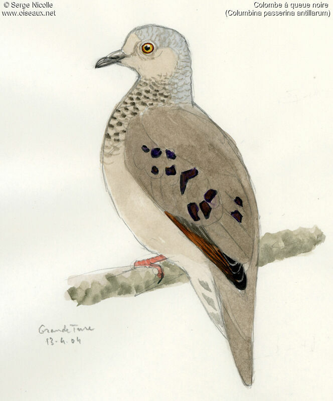 Common Ground Dove, identification