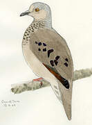 Common Ground Dove