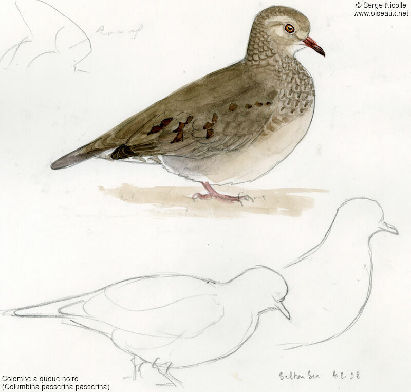 Common Ground Dove, identification