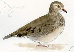 Common Ground Dove