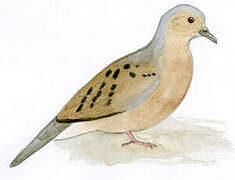 Ecuadorian Ground Dove