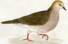 Grey-chested Dove