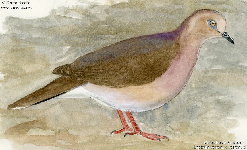 White-tipped Dove, identification