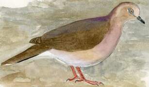 White-tipped Dove