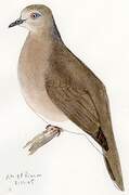 White-tipped Dove