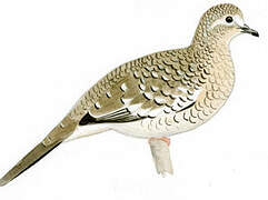 Scaled Dove