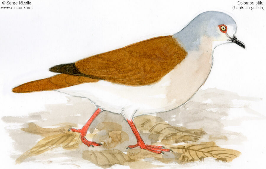 Colombe pâle, identification