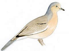 Picui Ground Dove