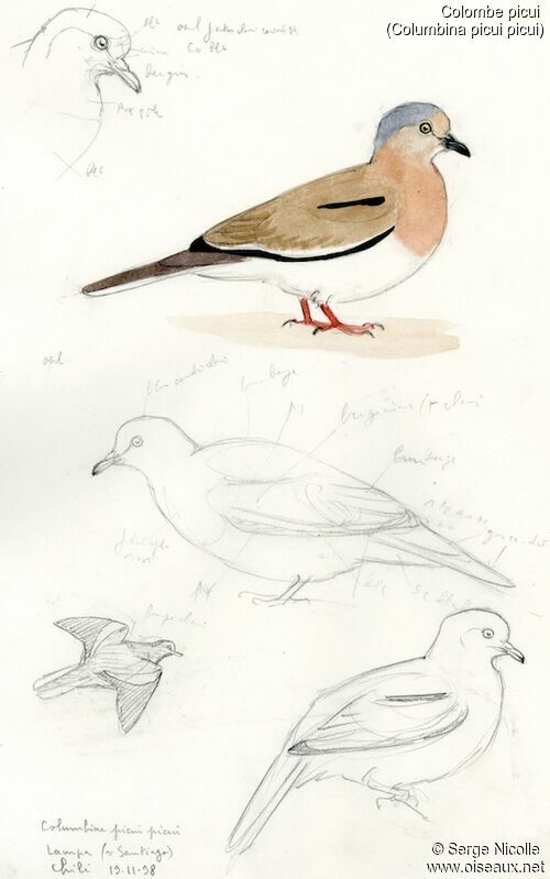 Picui Ground Dove, identification
