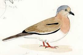 Picui Ground Dove