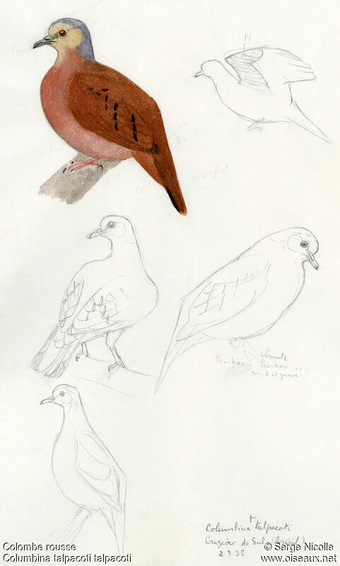 Ruddy Ground Dove, identification