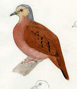 Ruddy Ground Dove