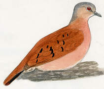 Ruddy Ground Dove