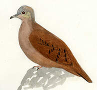 Ruddy Ground Dove