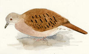 Ruddy Ground Dove