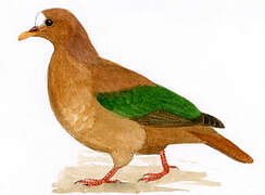 Stephan's Emerald Dove