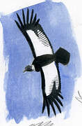 Andean Condor