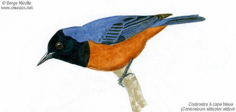 Conirostre à cape bleue, identification