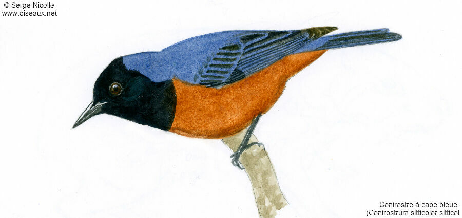 Blue-backed Conebill, identification