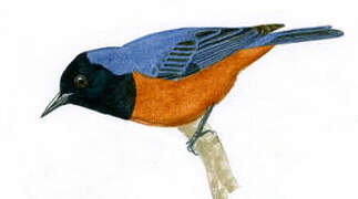 Blue-backed Conebill