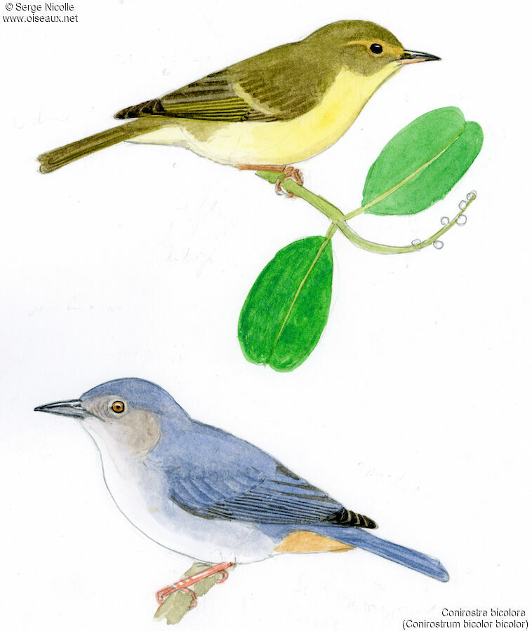 Bicolored Conebill , identification