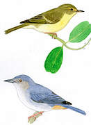 Bicolored Conebill