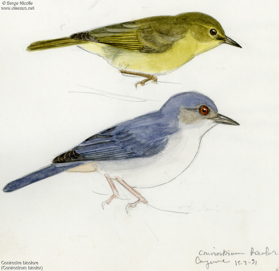 Bicolored Conebill, identification