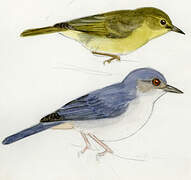 Bicolored Conebill