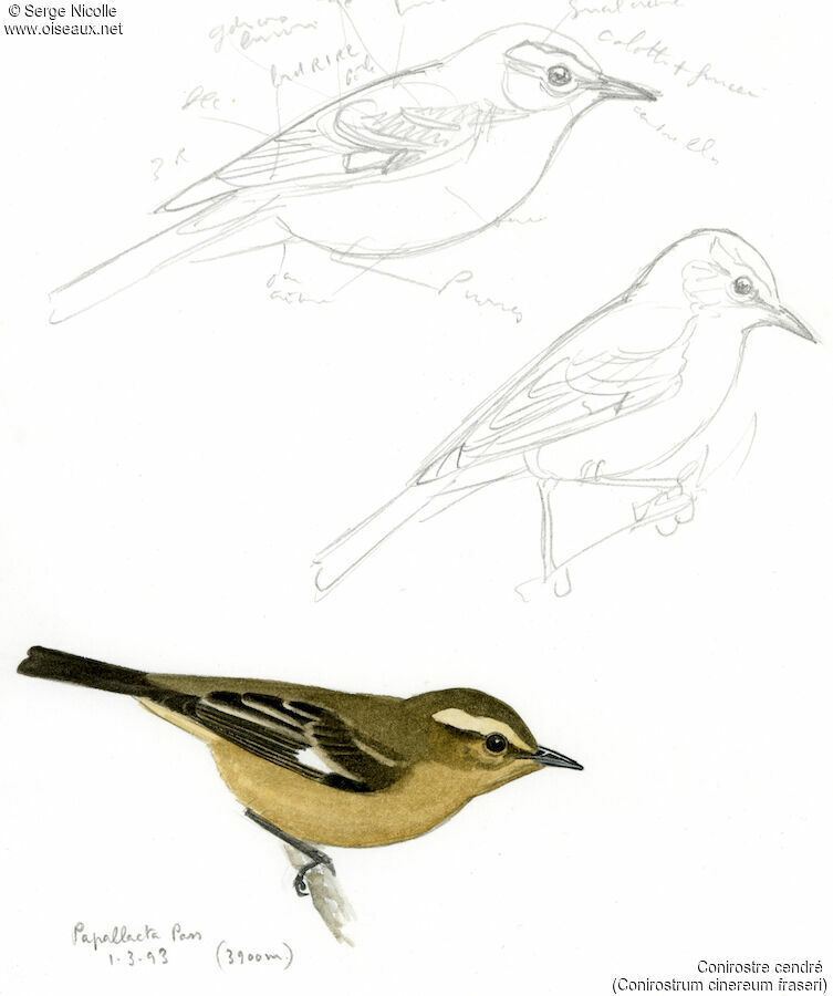 Cinereous Conebill, identification