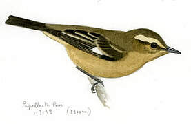 Cinereous Conebill