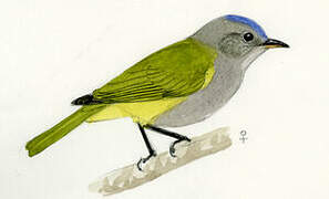 Capped Conebill