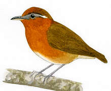 Rufous Gnateater