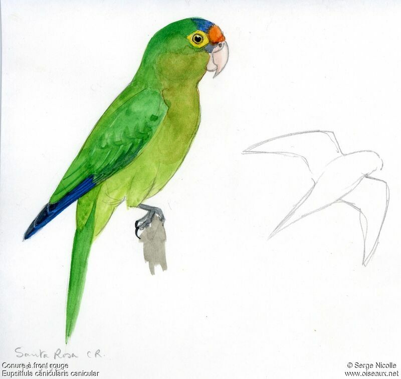 Orange-fronted Parakeet, identification