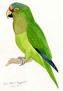 Orange-fronted Parakeet