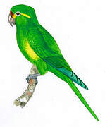 Golden-plumed Parakeet