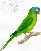 Blue-crowned Parakeet