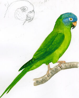 Conure à tête bleue