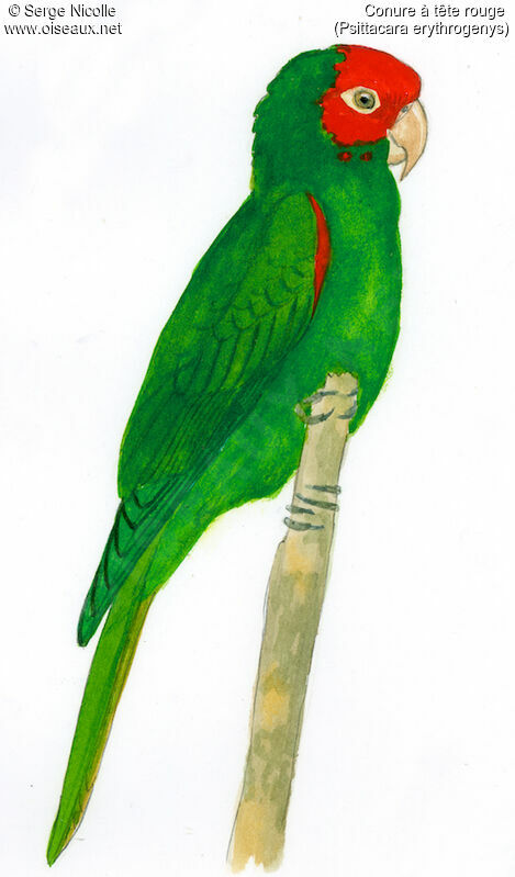 Red-masked Parakeet, identification