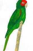 Conure à tête rouge