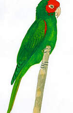 Conure à tête rouge