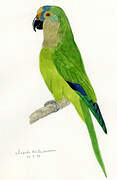 Peach-fronted Parakeet