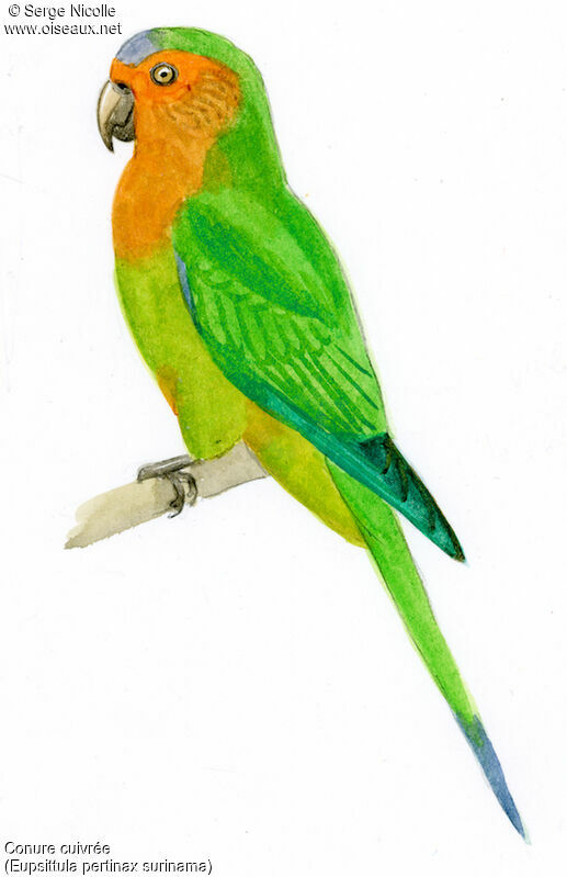 Brown-throated Parakeet, identification