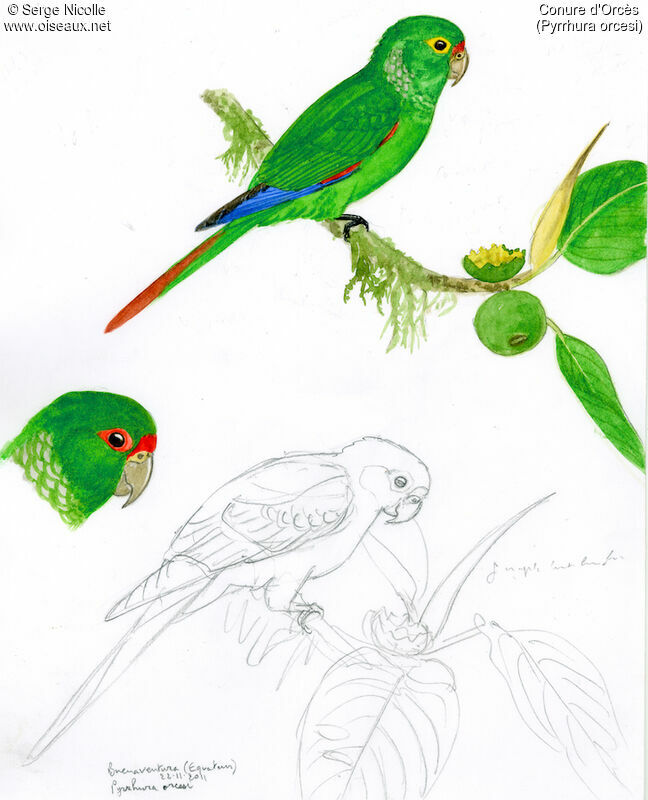 El Oro Parakeet, identification