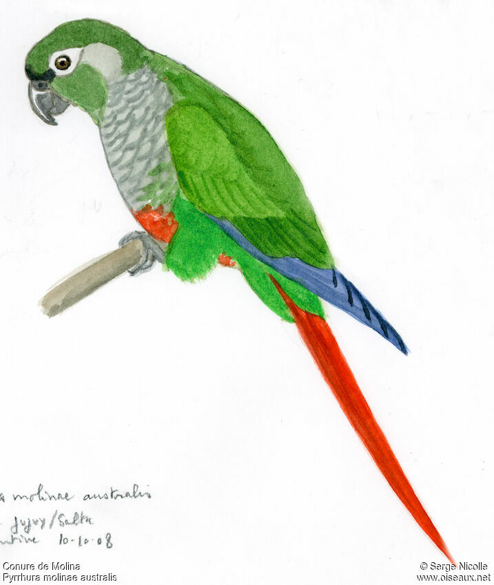 Conure de Molina, identification