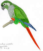 Conure de Molina