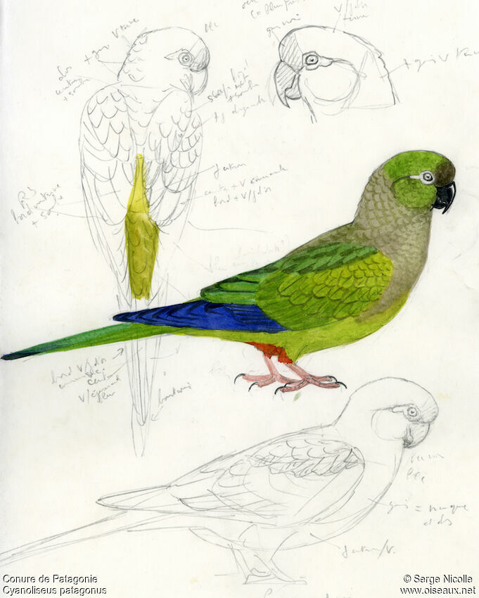 Burrowing Parrot, identification