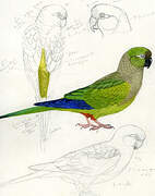 Burrowing Parrot