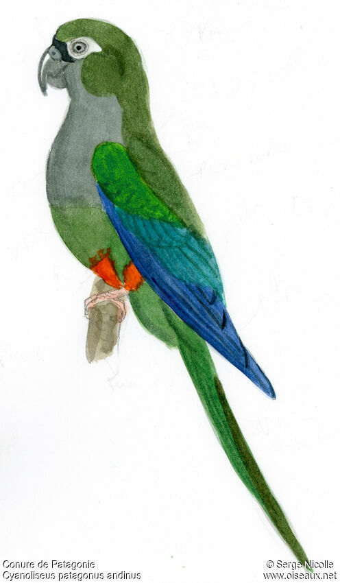 Burrowing Parrot, identification